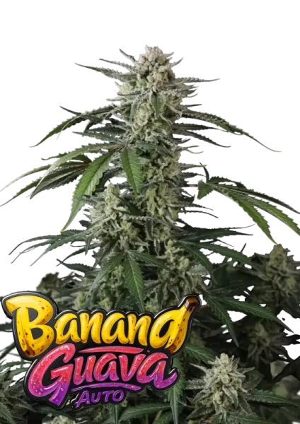 420 Fast Buds - Banana Guava Auto™ - 1 Stk feminisiert