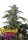 420 Fast Buds - Banana Guava Auto™ - 1 Stk feminisiert