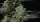 420 Fast Buds - Banana Guava Auto™ - 1 Stk feminisiert