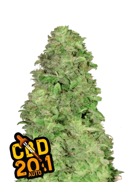 420 Fast Buds - CBD Auto 20:1