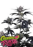 420 Fast Buds - Guava Runtz Auto™ - 1 Stk feminisiert