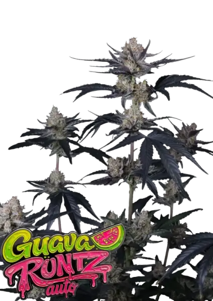 420 Fast Buds - Guava Runtz Auto™ - 3 Stk feminisiert