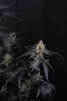 420 Fast Buds - Guava Runtz Auto™ - 3 Stk feminisiert