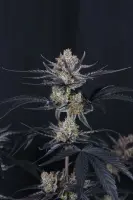 420 Fast Buds - Guava Runtz Auto™ - 3 Stk feminisiert