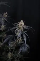 420 Fast Buds - Guava Runtz Auto™ - 3 Stk feminisiert