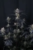 420 Fast Buds - Guava Runtz Auto™ - 3 Stk feminisiert