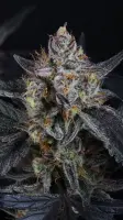 420 Fast Buds - Guava Runtz Auto™ - 3 Stk feminisiert