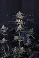 420 Fast Buds - Guava Runtz Auto™ - 3 Stk feminisiert