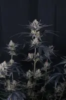 420 Fast Buds - Guava Runtz Auto™ - 3 Stk feminisiert