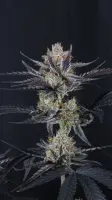 420 Fast Buds - Guava Runtz Auto™ - 3 Stk feminisiert