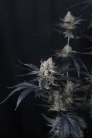 420 Fast Buds - Guava Runtz Auto™ - 3 Stk feminisiert