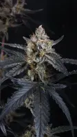 420 Fast Buds - Guava Runtz Auto™ - 3 Stk feminisiert