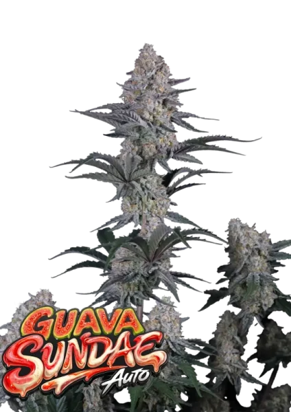 420 Fast Buds - Guava Sundae Auto™
