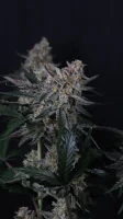 420 Fast Buds - Guava Sundae Auto™