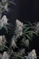 420 Fast Buds - Guava Sundae Auto™