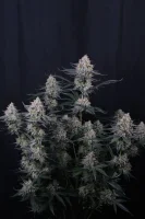 420 Fast Buds - Guava Sundae Auto™