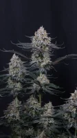 420 Fast Buds - Guava Sundae Auto™