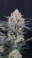 420 Fast Buds - Guava Sundae Auto™