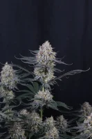 420 Fast Buds - Guava Sundae Auto™