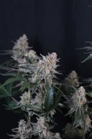 420 Fast Buds - Guava Sundae Auto™