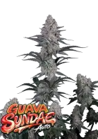 420 Fast Buds - Guava Sundae Auto™ - 3 Stk feminisiert