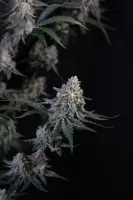 420 Fast Buds - Guava Sundae Auto™ - 3 Stk feminisiert