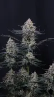 420 Fast Buds - Guava Sundae Auto™ - 3 Stk feminisiert