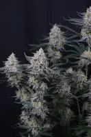 420 Fast Buds - Guava Sundae Auto™ - 3 Stk feminisiert