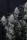 420 Fast Buds - Guava Sundae Auto™ - 3 Stk feminisiert