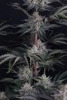 420 Fast Buds - Mendo Frost Auto™ - 1 Stk feminisiert