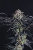 420 Fast Buds - Mendo Frost Auto™ - 1 Stk feminisiert