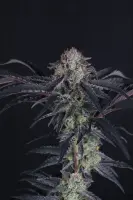 420 Fast Buds - Mendo Frost Auto™ - 1 Stk feminisiert