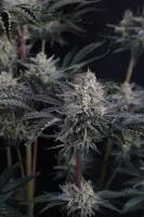 420 Fast Buds - Mendo Frost Auto™ - 1 Stk feminisiert