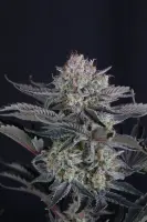 420 Fast Buds - Mendo Frost Auto™ - 1 Stk feminisiert