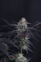 420 Fast Buds - Mendo Frost Auto™ - 3 Stk feminisiert
