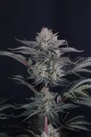 420 Fast Buds - Mendo Frost Auto™ - 3 Stk feminisiert