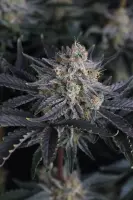 420 Fast Buds - Mendo Frost Auto™ - 3 Stk feminisiert
