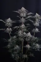 420 Fast Buds - Mendo Frost Auto™ - 3 Stk feminisiert