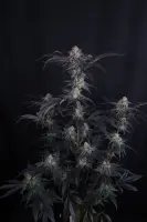 420 Fast Buds - Mendo Frost Auto™ - 3 Stk feminisiert