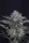 420 Fast Buds - Mendo Frost Auto™ - 3 Stk feminisiert