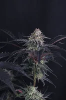 420 Fast Buds - Mendo Frost Auto™