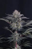 420 Fast Buds - Mendo Frost Auto™