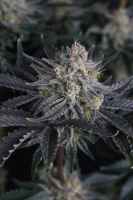420 Fast Buds - Mendo Frost Auto™