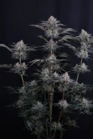 420 Fast Buds - Mendo Frost Auto™