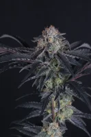 420 Fast Buds - Mendo Frost Auto™