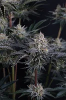 420 Fast Buds - Mendo Frost Auto™