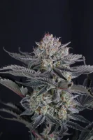 420 Fast Buds - Mendo Frost Auto™