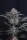 420 Fast Buds - Mendo Frost Auto™