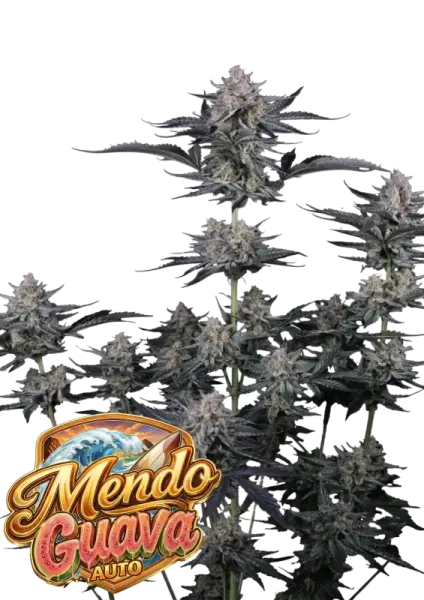 420 Fast Buds - Mendo Guava Auto™ - 3 Stk feminisiert