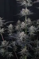 420 Fast Buds - Mendo Guava Auto™ - 3 Stk feminisiert